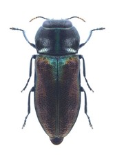 Beetle metallic wood borer Anthaxia myrmidon