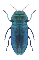 Beetle metallic wood borer Anthaxia podolica luchniki