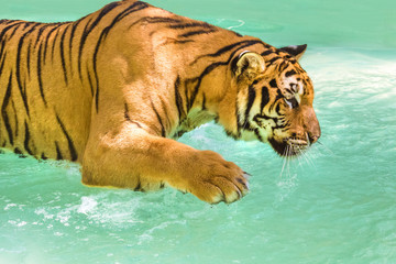 A big tiger playing outdoors in the water in Thailand, Asia. Side view.