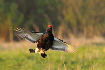 Mating call of jumping male Black grouse - 104666174