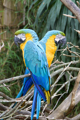 Ara en couple 3
