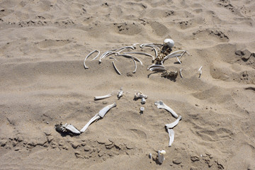 Skeleton coast, Namibia
