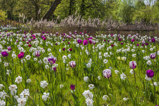 Fototapeta Spring flower meadow with tulips and lent lilies in Lower Saxony