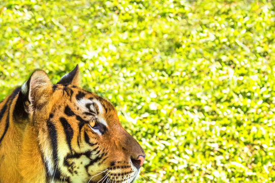 Close up of a big tiger outdoor in Thailand, Asia. Side view. green grass background as copy space.