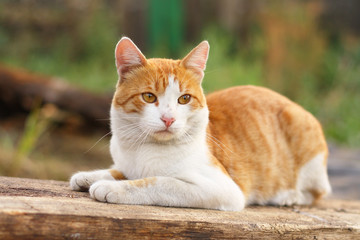 red-white cat on the nature