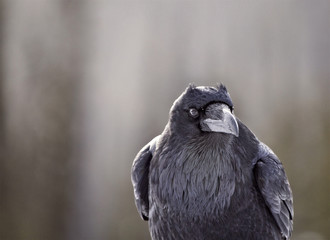 Raven in Winter