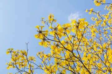 Golden Trumpet flower