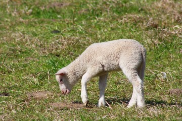 Naklejka na ściany i meble Newborn Lamb on Pasture
