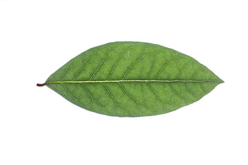 macro green leaf isolated on white background, Laurel