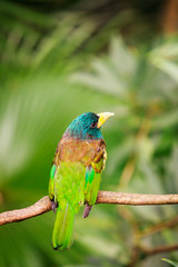 Exotic colorful bird sitting on a branch