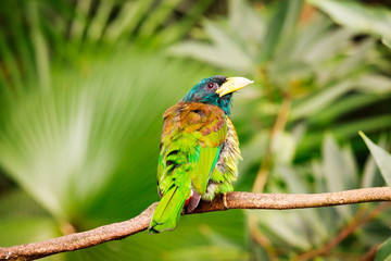 Exotic colorful bird sitting on a branch
