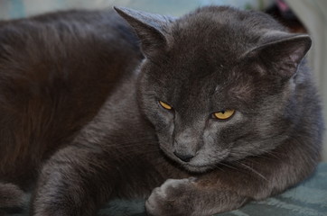 March cat, wool, ravenous beast, cat