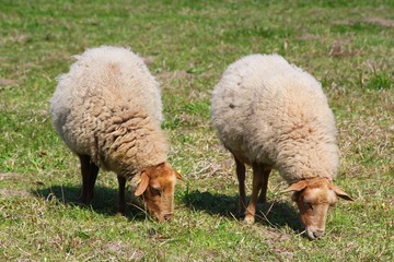 Two Sheep Grazing on Pasture