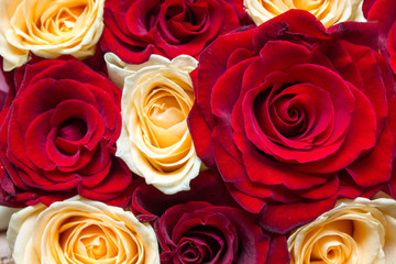 Red and yellow floral roses background