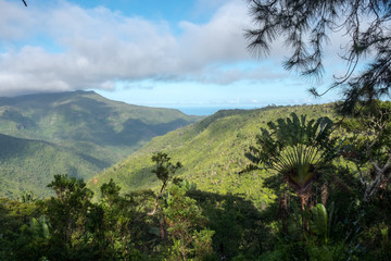 Forêt tropicale de Black River à l'île Maurice