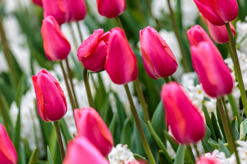Pink tulips flowerbed with white hyacinth