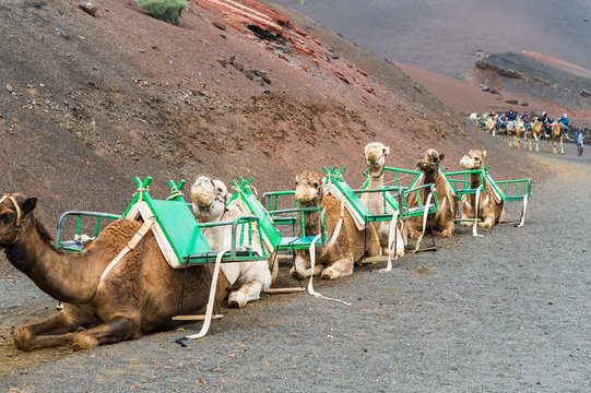 Caravan of camels on Lanzarote waiting for tourists