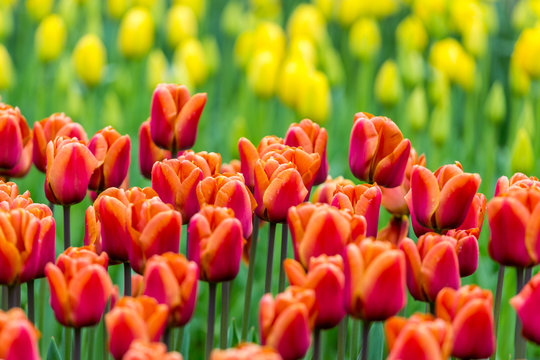 Red tulips with orange strips and yellow tulips background