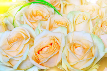Natural pastel roses background