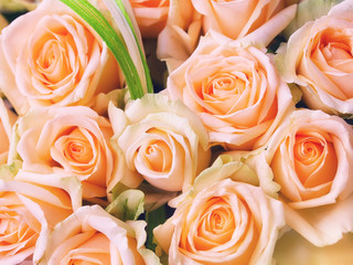 Natural pastel roses background