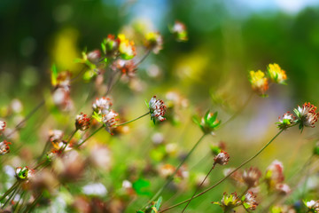field of clover flowers