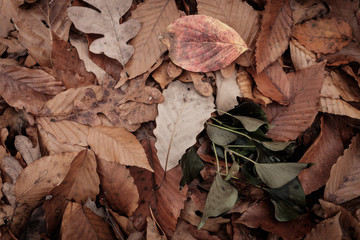 Autumn leaves and chestnuts fallen off trees
