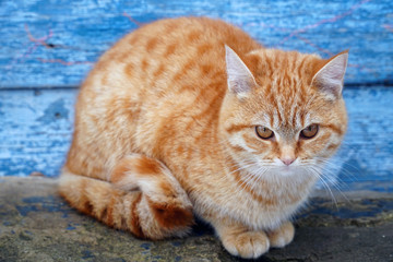 Redhead fluffy cat outdoors in yard