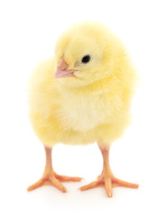 Small yellow chicken