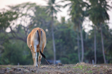 Cow are the most common type in farm