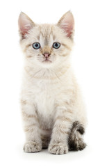 Kitten on a white background