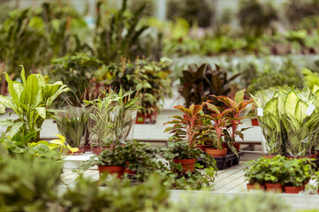 Different plants in orangery