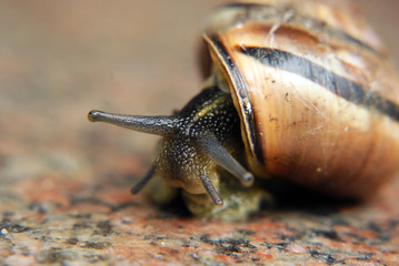 Snail on rock © barnaba
