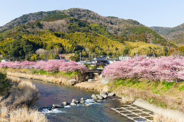 Sakura in kawazu city