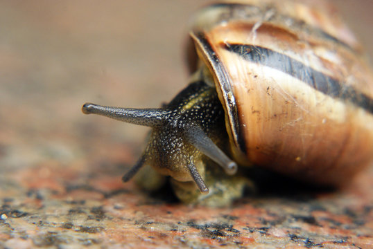 Snail on rock