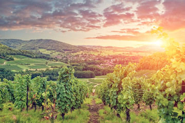 Panorama of Burgundy vineyards . France - 104670728