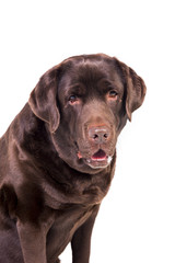 Labrador