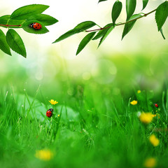  green field with ladybugs © Denis Tabler