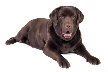 Labrador