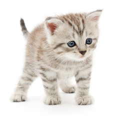Kitten on a white background
