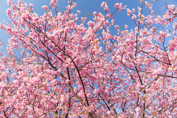 Sakura flower in pink