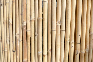 Fototapeta premium Schilfrohr