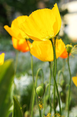 Yellow poppies