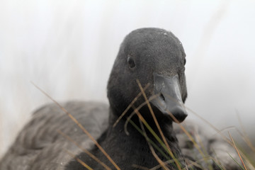 Closeup portrait of brent goose (Branta bernicla). Young bird