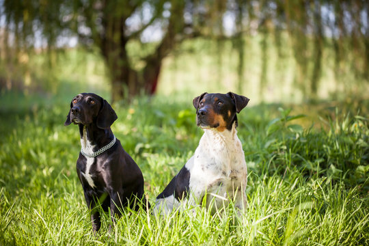 Hundeblicke