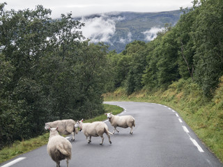 Obraz premium Schafe auf der Strasse/Schafe im Fjell auf der Strasse