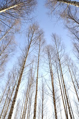 Looking upwards the white trunks of a group of naked birch trees