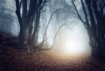 Scary mysterious forest in fog in autumn. Magic trees