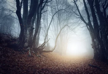 Foto op Plexiglas Scary mysterious forest in fog in autumn. Magic trees © den-belitsky