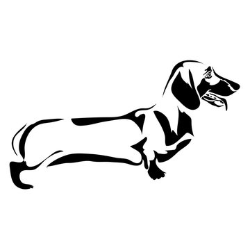 Outline dog Dachshund vector illustration. Can be use for logo