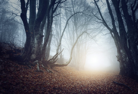 Fototapeta Scary mysterious forest in fog in autumn. Magic trees